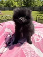 Star, a female Pomeranian for sale in Dewey, OK – Photo 4 of 8