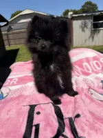 Star, a female Pomeranian for sale in Dewey, OK – Photo 5 of 8
