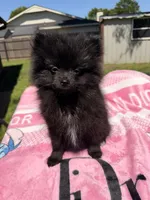 Star, a female Pomeranian for sale in Dewey, OK – Photo 3 of 8