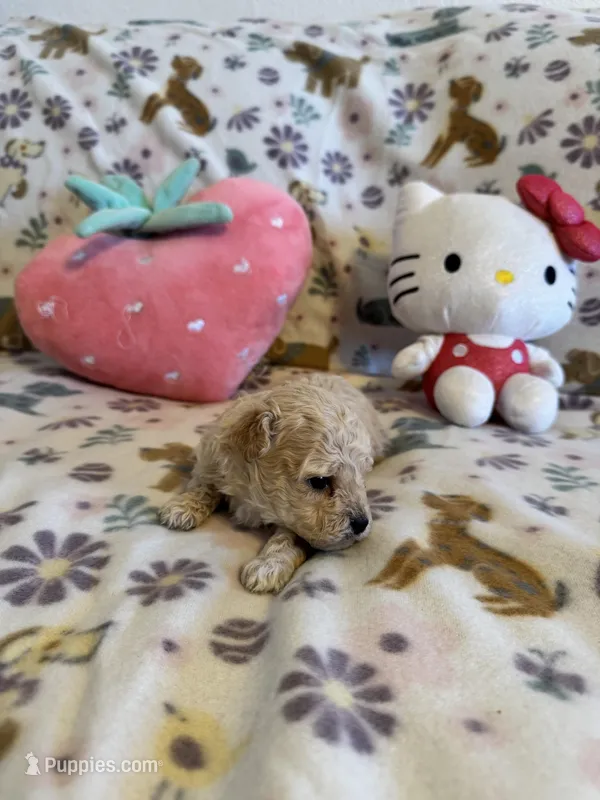 Strawberry, a female Poodle - Toy  for sale in Dewey, OK – Photo 1 of 3