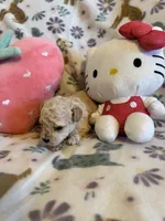 Strawberry, a female Poodle - Toy  for sale in Dewey, OK – Photo 2 of 3