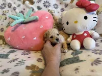 Strawberry, a female Poodle - Toy  for sale in Dewey, OK – Photo 3 of 3