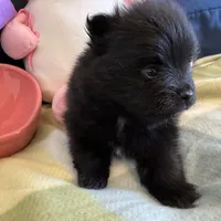 Black beauty, a female Pomeranian for sale in Dewey, OK – Photo 3 of 4