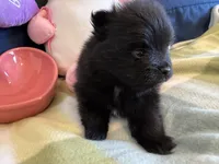 Black beauty, a female Pomeranian for sale in Dewey, OK – Photo 3 of 4