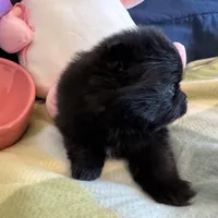 Black beauty, a female Pomeranian for sale in Dewey, OK – Photo 2 of 4