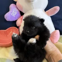 Black beauty, a female Pomeranian for sale in Dewey, OK – Photo 1 of 4