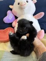 Black beauty, a female Pomeranian for sale in Dewey, OK – Photo 1 of 4