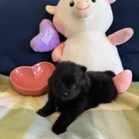 Black beauty, a female Pomeranian for sale in Dewey, OK – Photo 4 of 4