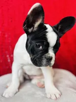 Cow, a female French Bulldog for sale in Las Vegas, NV – Photo 6 of 10