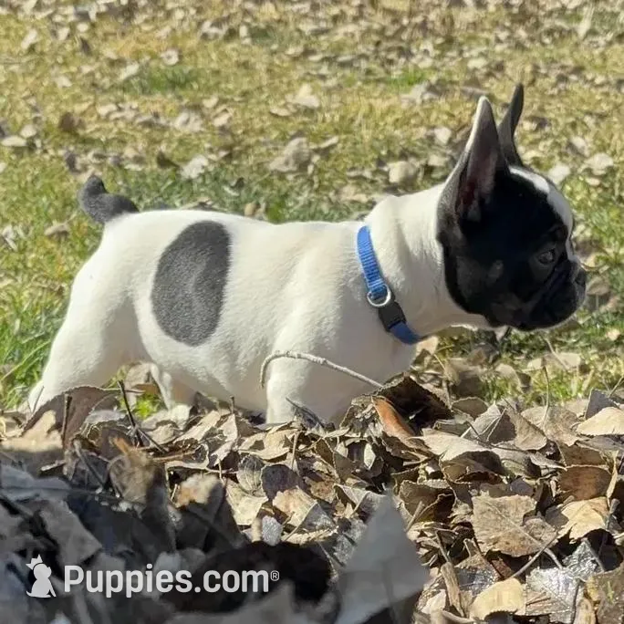 Cow, a female French Bulldog for sale in Las Vegas, NV – Photo 7 of 10