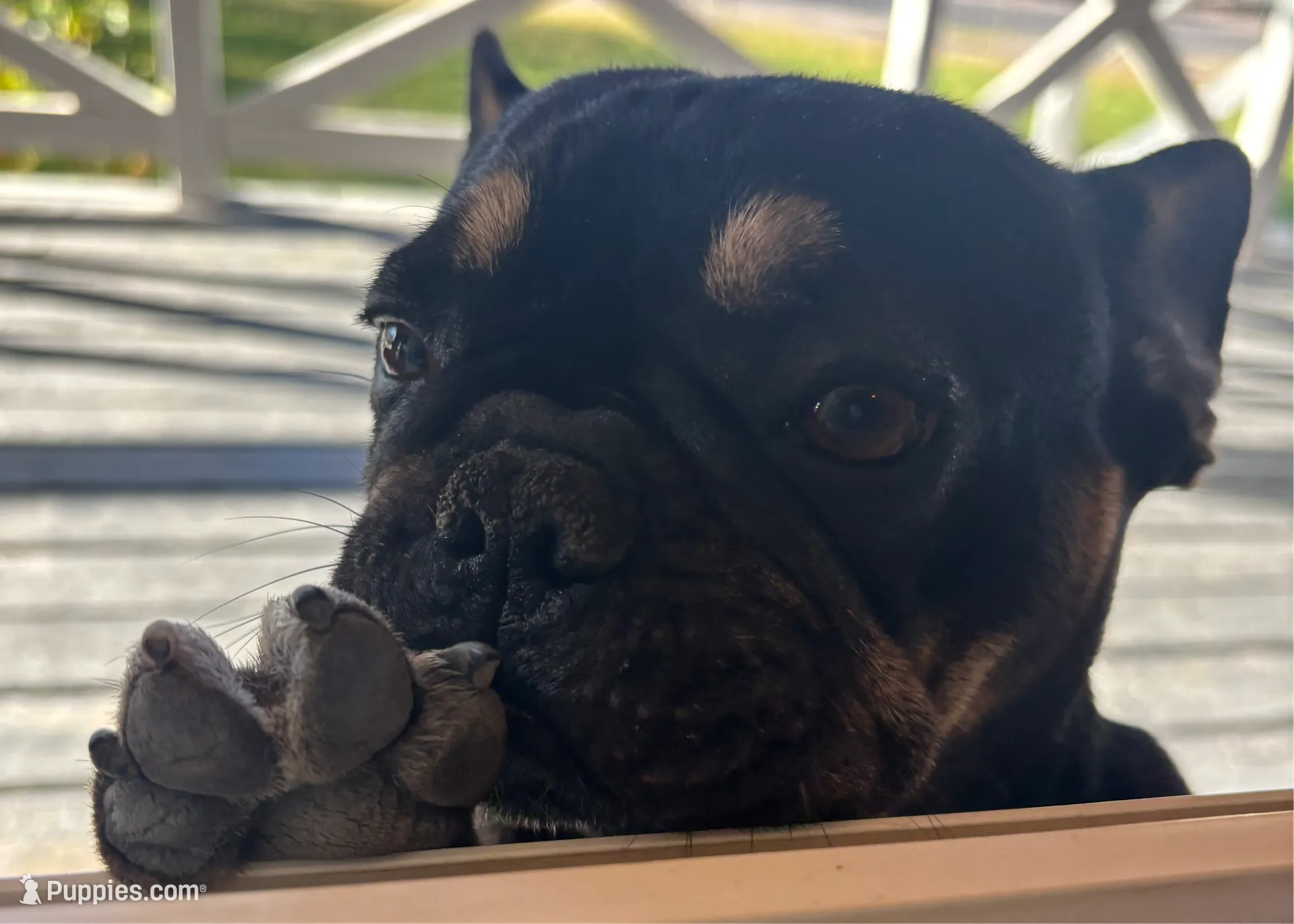 Cow, a female French Bulldog for sale in Las Vegas, NV – Photo 9 of 10