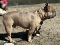 Cow, a female French Bulldog for sale in Las Vegas, NV – Photo 10 of 10
