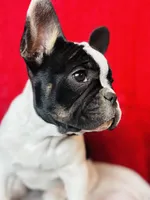 Cow, a female French Bulldog for sale in Las Vegas, NV – Photo 1 of 10