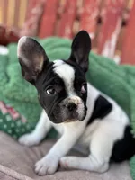 Cow, a female French Bulldog for sale in Las Vegas, NV – Photo 8 of 10
