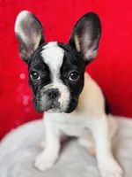 Cow, a female French Bulldog for sale in Las Vegas, NV – Photo 5 of 10