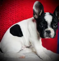 Cow, a female French Bulldog for sale in Las Vegas, NV – Photo 2 of 10