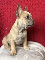 Rosalita, a female French Bulldog for sale in Las Vegas, NV – Photo 5 of 10