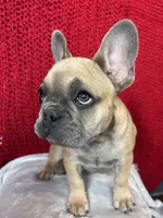 Rosalita, a female French Bulldog for sale in Las Vegas, NV – Photo 8 of 10