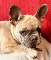 Rosalita, a female French Bulldog for sale in Las Vegas, NV – Photo 7 of 10