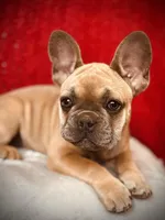 Rosalita, a female French Bulldog for sale in Las Vegas, NV – Photo 2 of 10