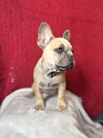 Rosalita, a female French Bulldog for sale in Las Vegas, NV – Photo 3 of 10