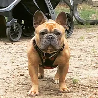 Rosalita, a female French Bulldog for sale in Las Vegas, NV – Photo 10 of 10