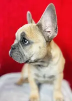 Rosalita, a female French Bulldog for sale in Las Vegas, NV – Photo 1 of 10