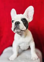 Maislee, a female French Bulldog for sale in Las Vegas, NV – Photo 1 of 10