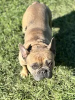 Maislee, a female French Bulldog for sale in Las Vegas, NV – Photo 9 of 10
