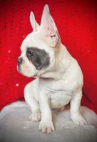 Maislee, a female French Bulldog for sale in Las Vegas, NV – Photo 3 of 10