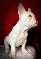 Maislee, a female French Bulldog for sale in Las Vegas, NV – Photo 2 of 10