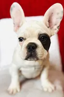 Maislee, a female French Bulldog for sale in Las Vegas, NV – Photo 4 of 10