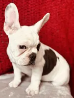 Maislee, a female French Bulldog for sale in Las Vegas, NV – Photo 7 of 10