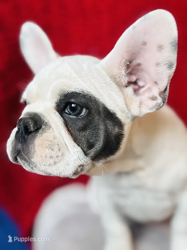 Maislee – French Bulldog puppy for sale in Las Vegas, NV