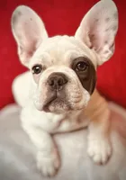 Maislee, a female French Bulldog for sale in Las Vegas, NV – Photo 6 of 10