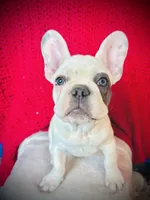 Maislee, a female French Bulldog for sale in Las Vegas, NV – Photo 8 of 10