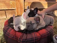 processed/5c08f20a-e37c-4613-ac6d-4536caa2aa61/listing/ab9ebc6a-2f11-4389-93b7-c3f900c75198/2280bebf-b7b8-4b20-aa95-f68a2f625a63