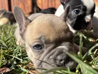 processed/5c08f20a-e37c-4613-ac6d-4536caa2aa61/listing/ab9ebc6a-2f11-4389-93b7-c3f900c75198/3be82a48-9dfb-4cbf-a770-5a9c5d44c8b8