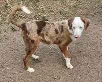 Montana, a male Miniature Australian Shepherd for sale in Mansfield, TX – 2 of 8