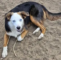 Lily, a female Miniature American Shepherd for sale in Mansfield, TX – 2 of 6