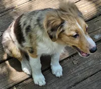 Cody, a male Miniature Australian Shepherd for sale in Mansfield, TX – 5 of 9