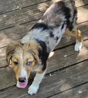 Cody, a male Miniature Australian Shepherd for sale in Mansfield, TX – 6 of 9