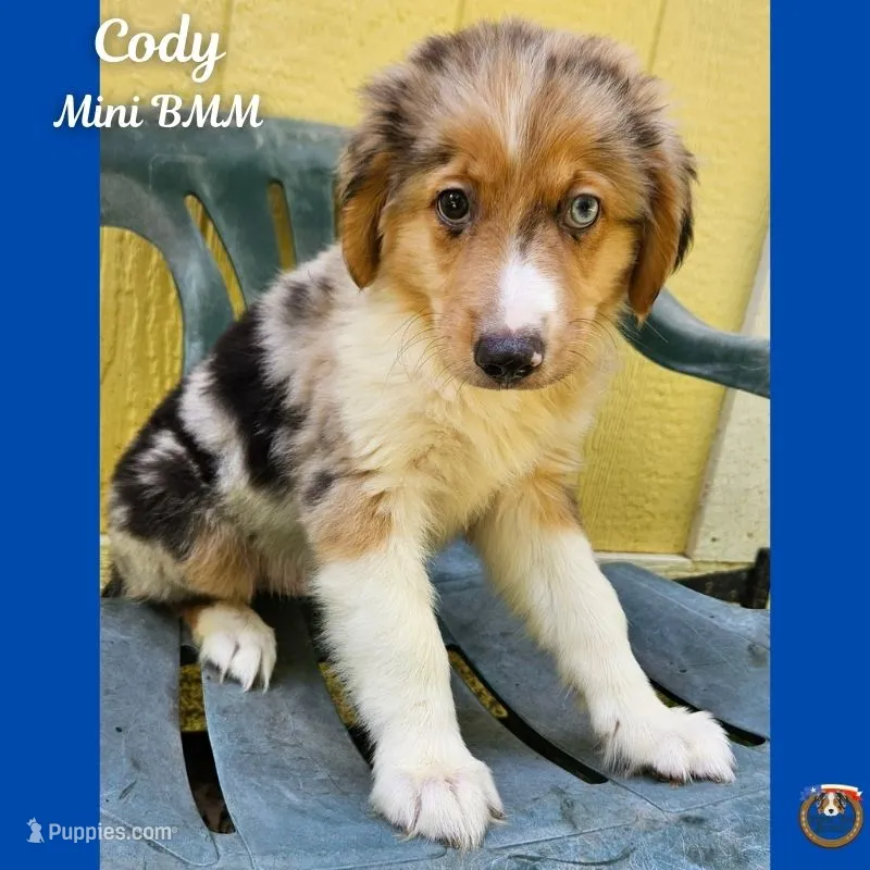 Cody – Miniature Australian Shepherd puppy for sale in Mansfield, TX