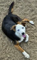 Lily, a female Miniature American Shepherd for sale in Mansfield, TX – 4 of 6