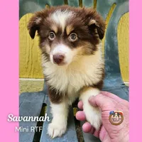 Savannah, a female Miniature Australian Shepherd for sale in Mansfield, TX – 5 of 6