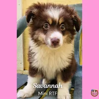 Savannah, a female Miniature Australian Shepherd for sale in Mansfield, TX – 2 of 6
