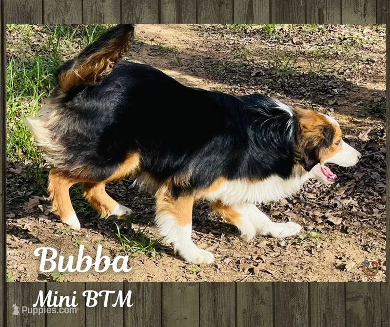 Bubba – Miniature Australian Shepherd puppy for sale in Mansfield, TX
