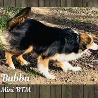 Bubba, a male Miniature Australian Shepherd for sale in Mansfield, TX – Photo 5 of 7