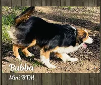 Bubba, a male Miniature Australian Shepherd for sale in Mansfield, TX – Photo 5 of 7