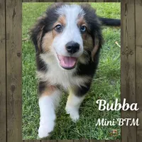 Bubba, a male Miniature Australian Shepherd for sale in Mansfield, TX – Photo 6 of 7